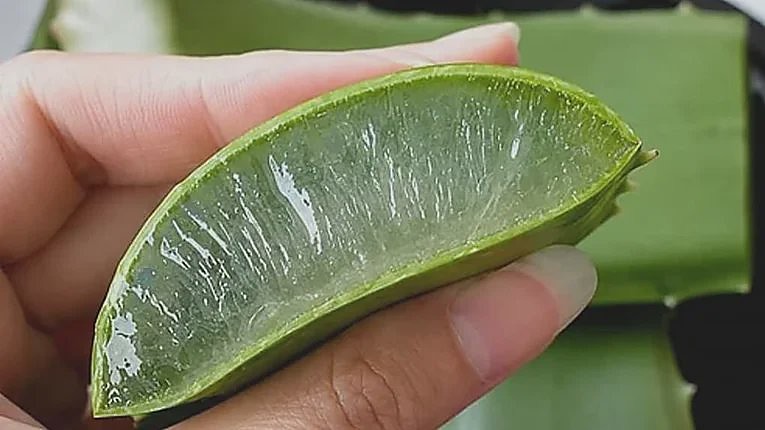 A cut aloe leaf held open, showing the clear inner fillet.