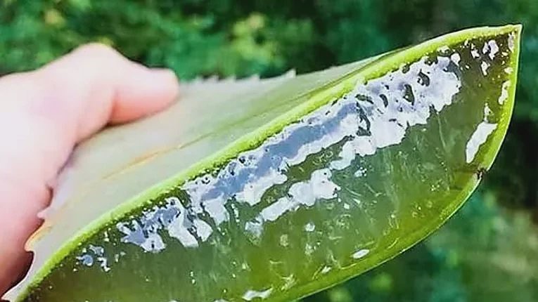 An aloe leaf split lengthways with gel on the cut face.